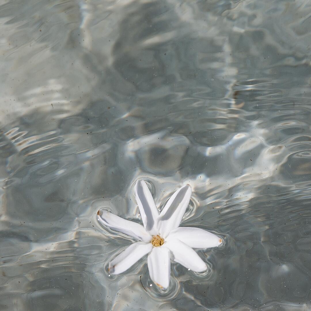 <span class="ezstring-field">kl_monoi-tamanu_active-ingredient_field_plant_2017 -26-</span>